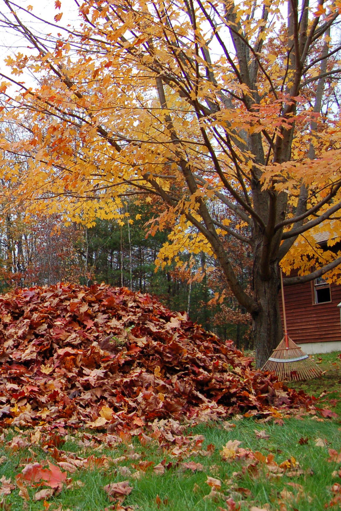 Yard Debris