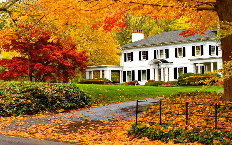 Fall leaves