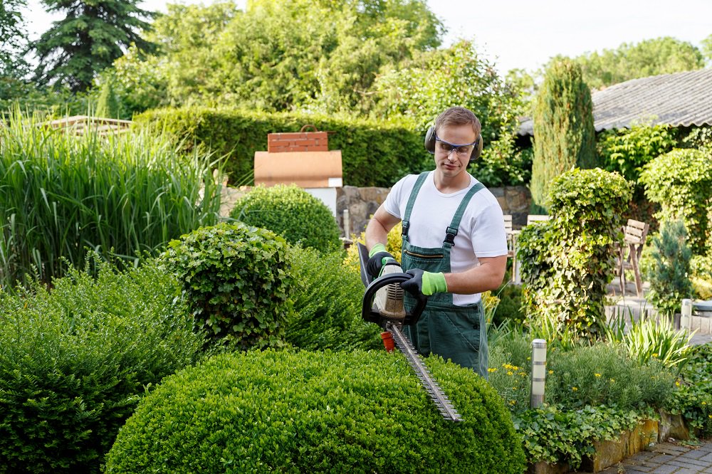 trimming bushes